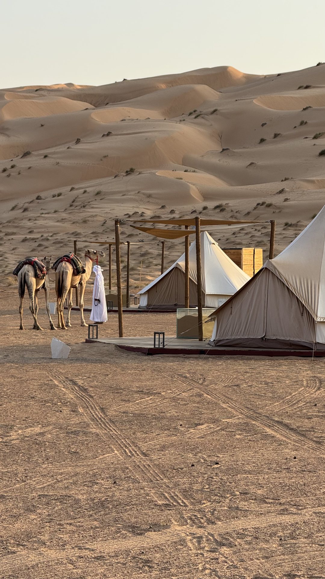 Camels by the Camp